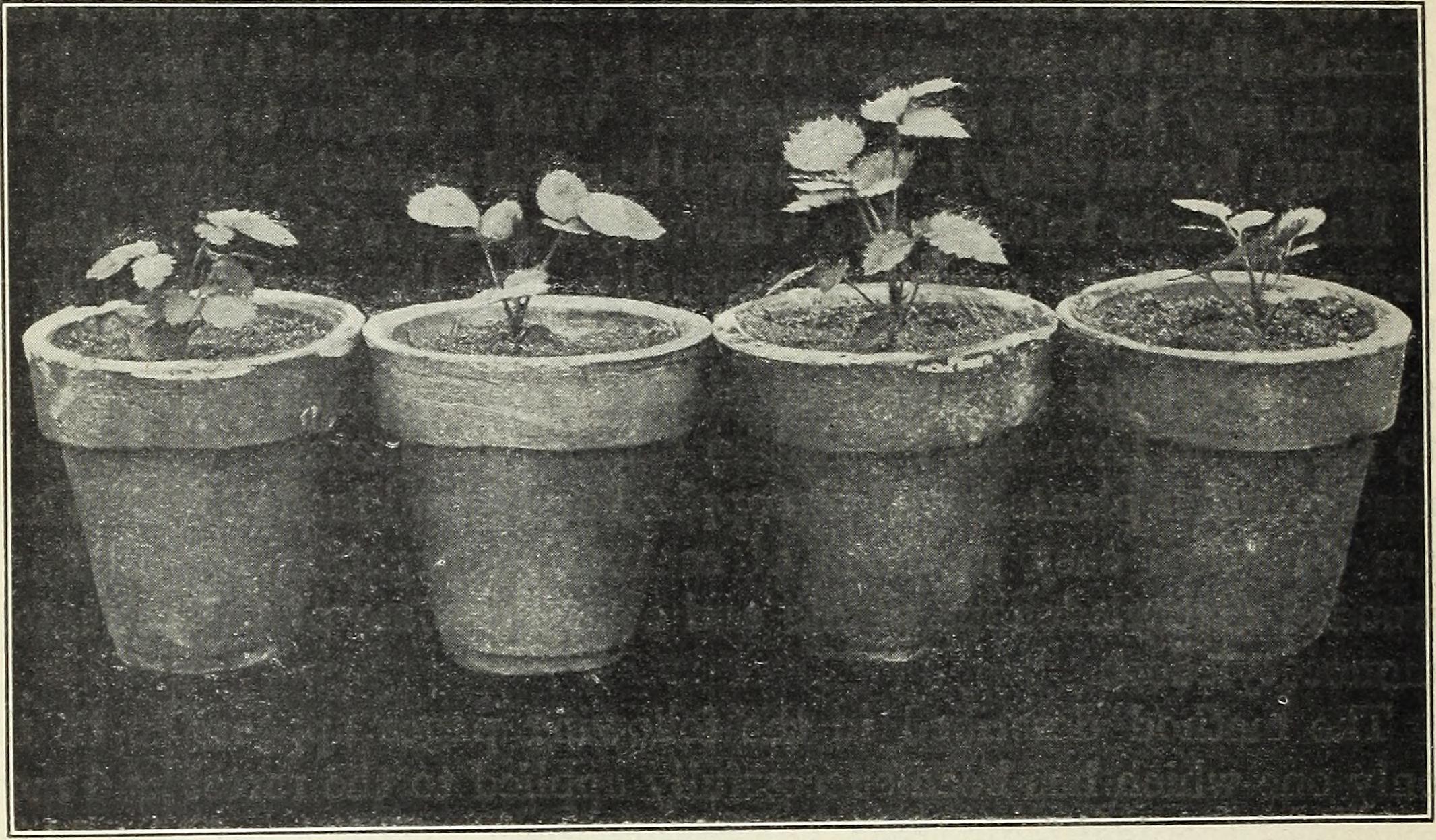 Young seedlings growing, symbolizing early-stage affiliate marketing growth