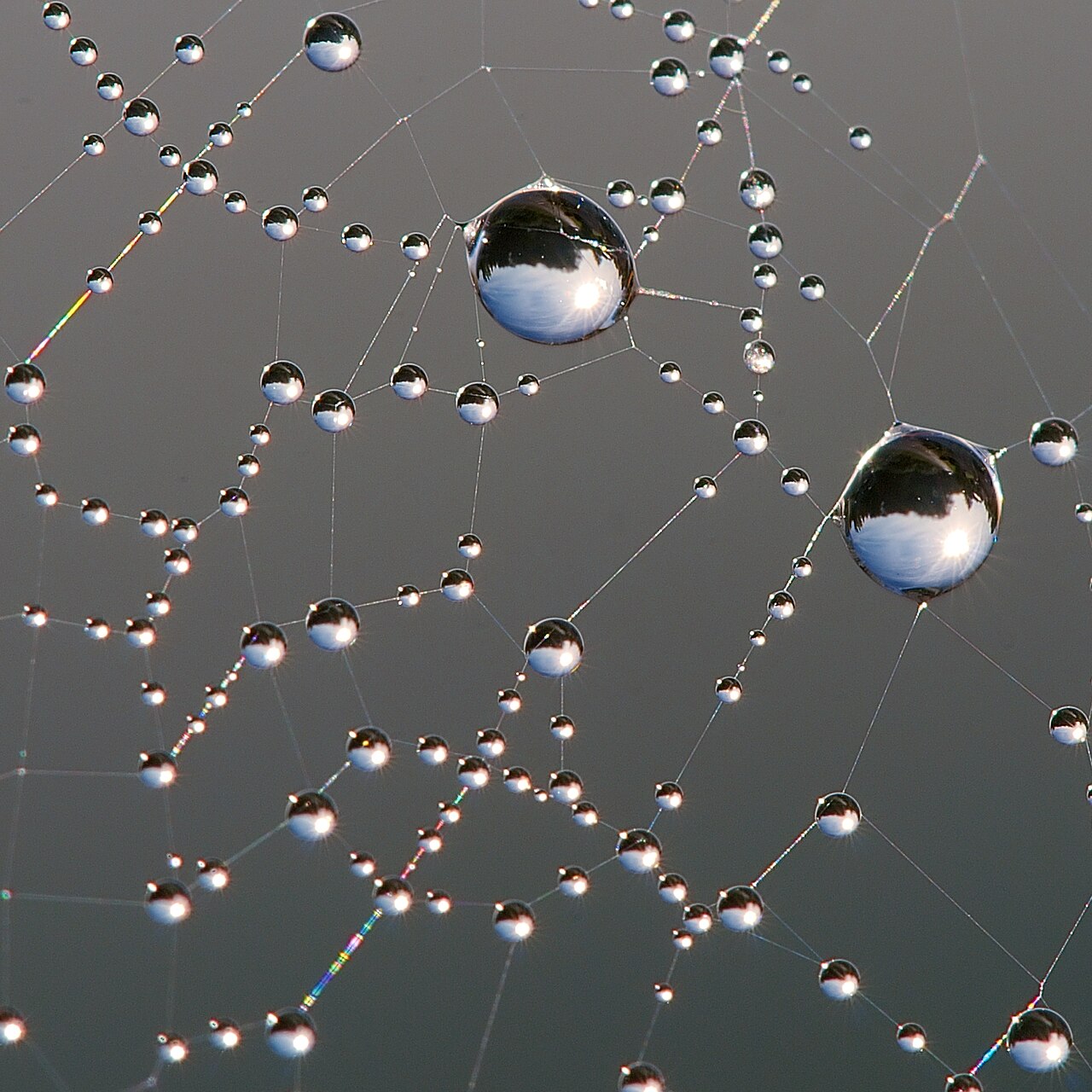 Spider web covered in dew, like a network of connected links