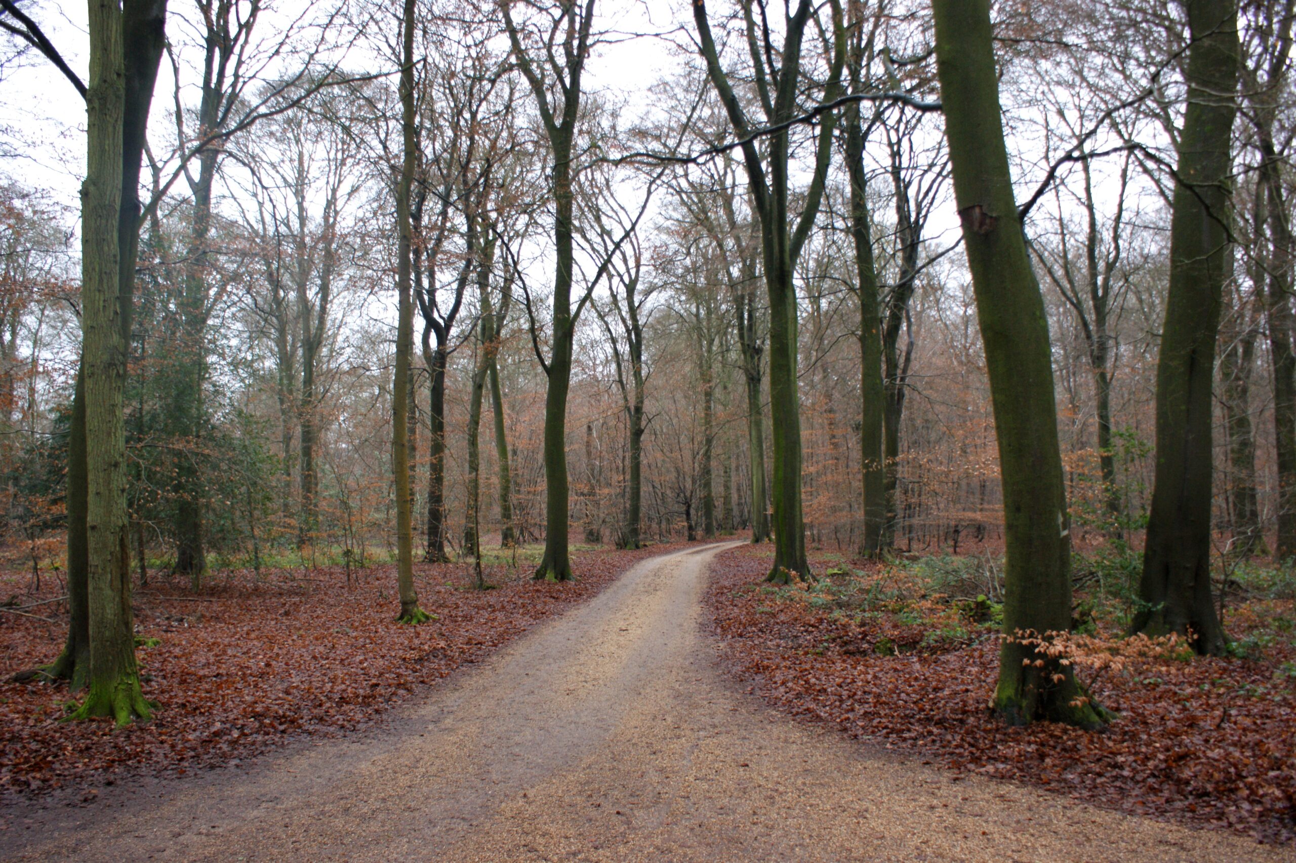 A country crossroads — pick the platform that matches your goal