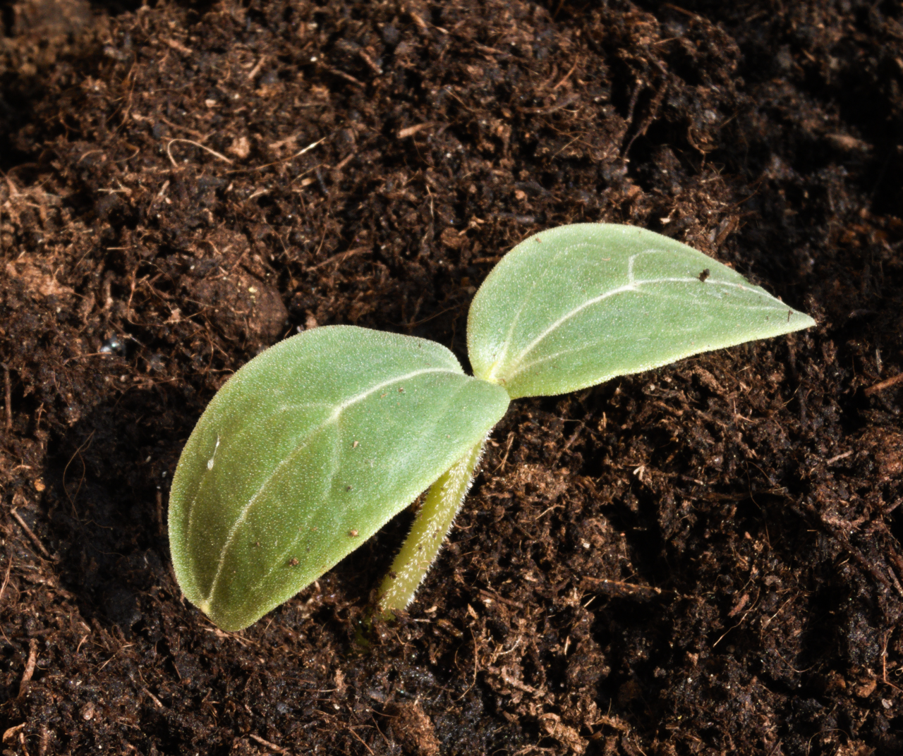 A young seedling — small consistent efforts compound over time